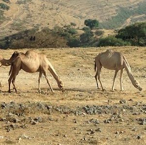 camel-Oman